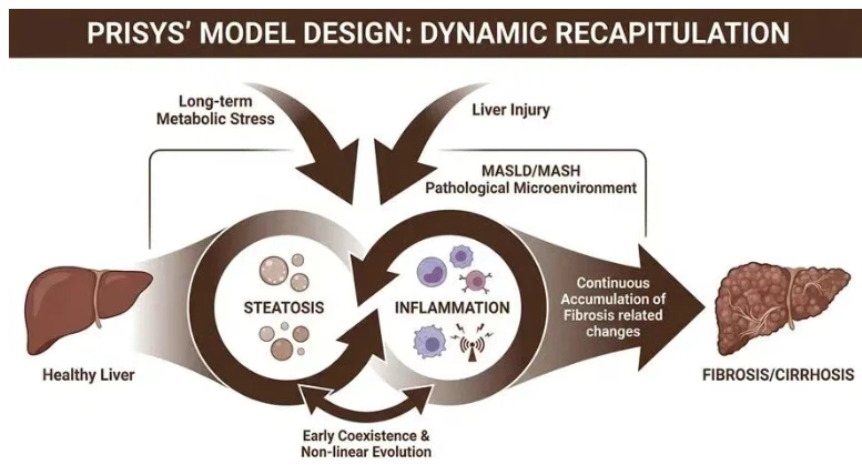 PRISYS'MODEL DESIGN:DYNAMIC RECAPITULATION PRISYS'MODEL DESIGN:DYNAMIC RECAPITULATION